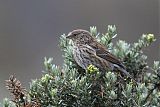 Plumbeous Sierra-Finch